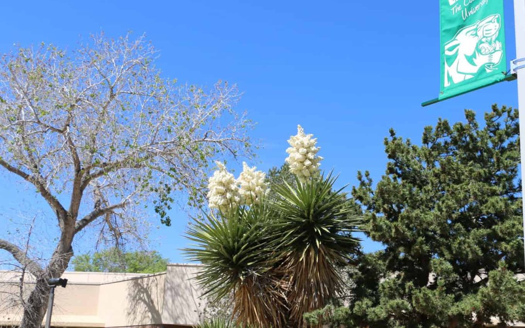 ENMU-Roswell to Host Virtual Open House